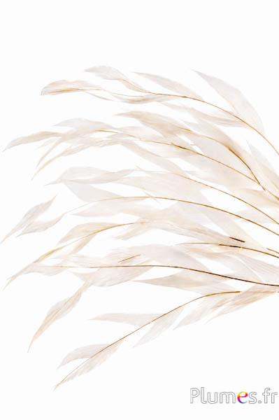 Gallo Spiga - 20-25 cm - crema